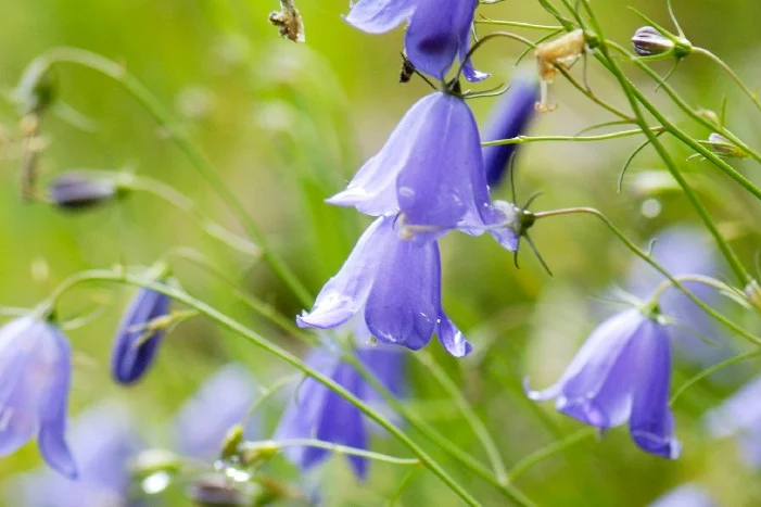 Lila Glockenblumen auf einer Wiese